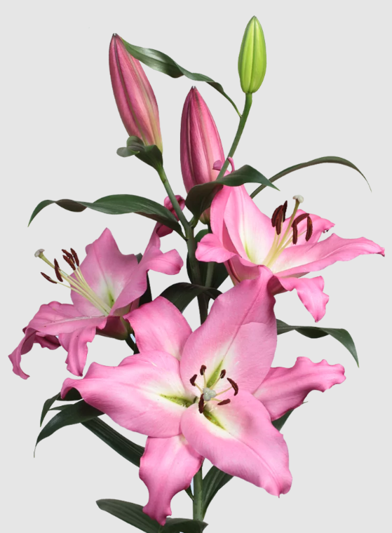 Li Ot Albareto 5+ 100 A1 Decorum NL comprar al por mayor en M-Flowers