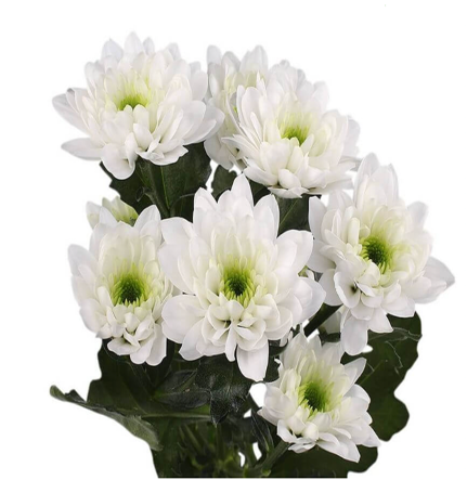 Chr t Rui Bai 70 A1 QUALIFERUS RU buy wholesale on M-Flowers
