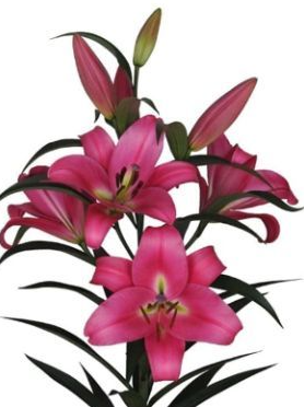 Li Ot PROFUNDO 4+ 90 A1 Decorum NL купить оптом на M-Flowers