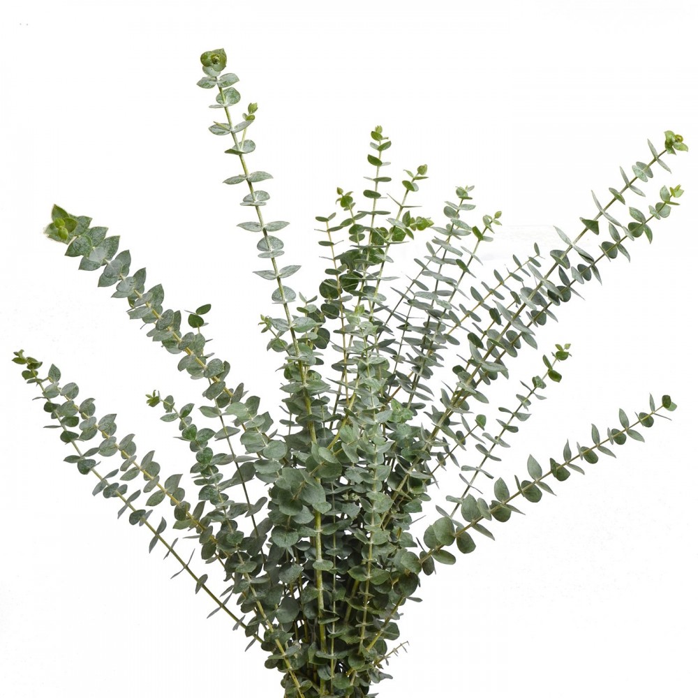 Eucalyptus Baby blue 70 A1 Dolina Israel IL buy wholesale on M-Flowers