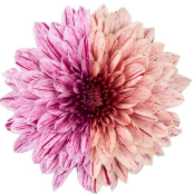 Chr G Pip Festival 70 A1 Decorum NL buy wholesale on M-Flowers