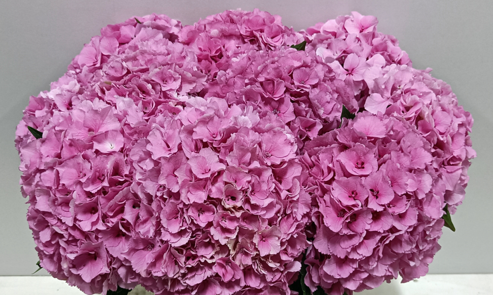 Hydrangea Parade Roze pink 50 A1 Hydrangea Parade Roze 50 A1 Pico Bello NL comprar al por mayor en M-Flowers