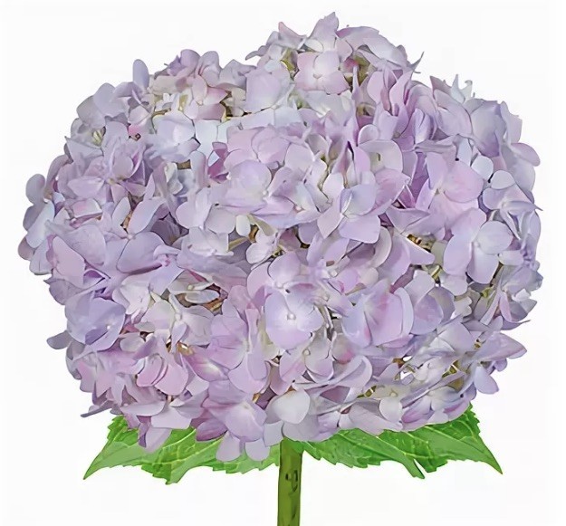 Hydrangea Lavander  premium 70 A1 American Flowers S.A.S. CO buy wholesale on M-Flowers