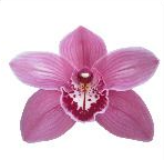 Cymb MONICA 60 A1 Decorum NL buy wholesale on M-Flowers