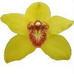 Cymb NEVADA 80 A1 Decorum NL buy wholesale on M-Flowers