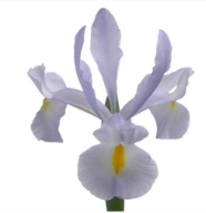 Iris Claire's Delight 70 A1 Decorum NL buy wholesale on M-Flowers