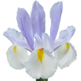 Iris Silver Beauty blue 64 A1 Decorum Netherlands buy wholesale on M-Flowers