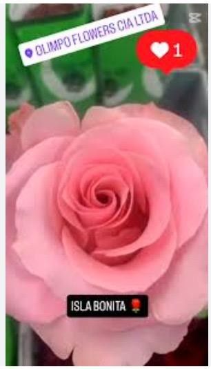 Rose Isla Bonita pink 50 A1 Olimpo Flowers Ecuador buy wholesale on M-Flowers