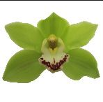 Cymb Ali Anderson green 60 A1 Cymb Ali Anderson 60 A1 Decorum NL купить оптом на M-Flowers