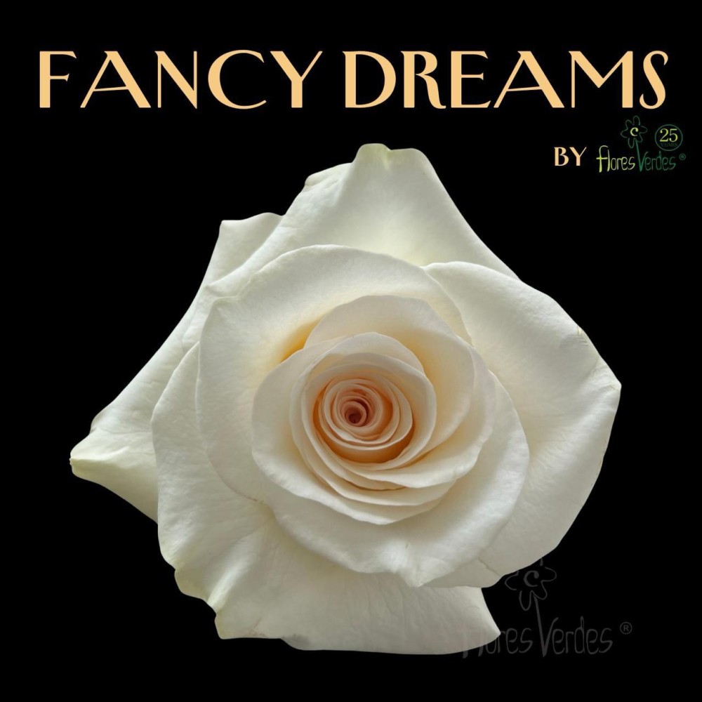Rose FANCY DREAMS 40 A1 ROSE SUCCESS EC comprar al por mayor en M-Flowers