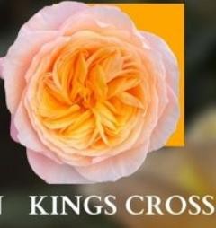 Rose KINGS CROSS multicolor 70 A1  Ecuador buy wholesale on M-Flowers