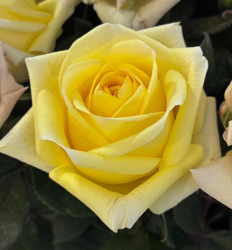 Rose EXOTIX POP yellow 50 A1 Rose EXOTIX POP 50 A1 Attar Roses EC buy wholesale on M-Flowers