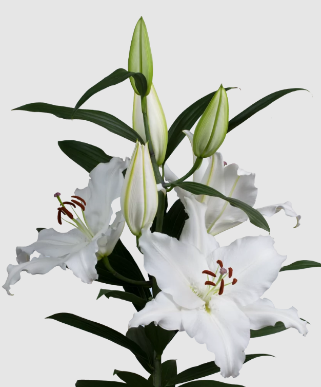 Li Or SANTANDER 5+ white 100 A1 Li Or SANTANDER 5+ 100 A1 Qualily NL comprar al por mayor en M-Flowers