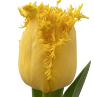 Tulip FR ZOFIA 38 A1 Decorum NL buy wholesale on M-Flowers