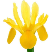 Iris Golden Beauty yellow 60 A1 Decorum Netherlands buy wholesale on M-Flowers