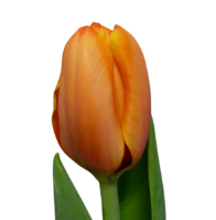 Tulip EN TRIPLE A 43 A1 Decorum NL buy wholesale on M-Flowers