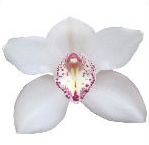 Cymb DOONIE 60 A1 Decorum NL buy wholesale on M-Flowers