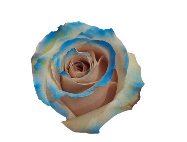 Rose Caramel Sky Blue Edge multicolor 70 A1 Cantiza Ecuador comprar al por mayor en M-Flowers