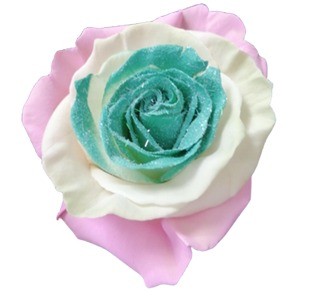 Rose Marshmallow multicolor 60 A1 Cantiza Ecuador comprar al por mayor en M-Flowers