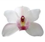 Cymb DOS PUEBLOS 60 A1 Decorum NL buy wholesale on M-Flowers