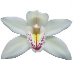 Cymb CASCADE 80 A1 Decorum NL comprar al por mayor en M-Flowers
