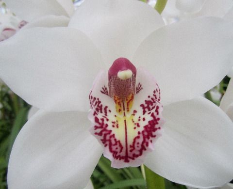 Cymb VANITY 60 A1 Decorum NL buy wholesale on M-Flowers