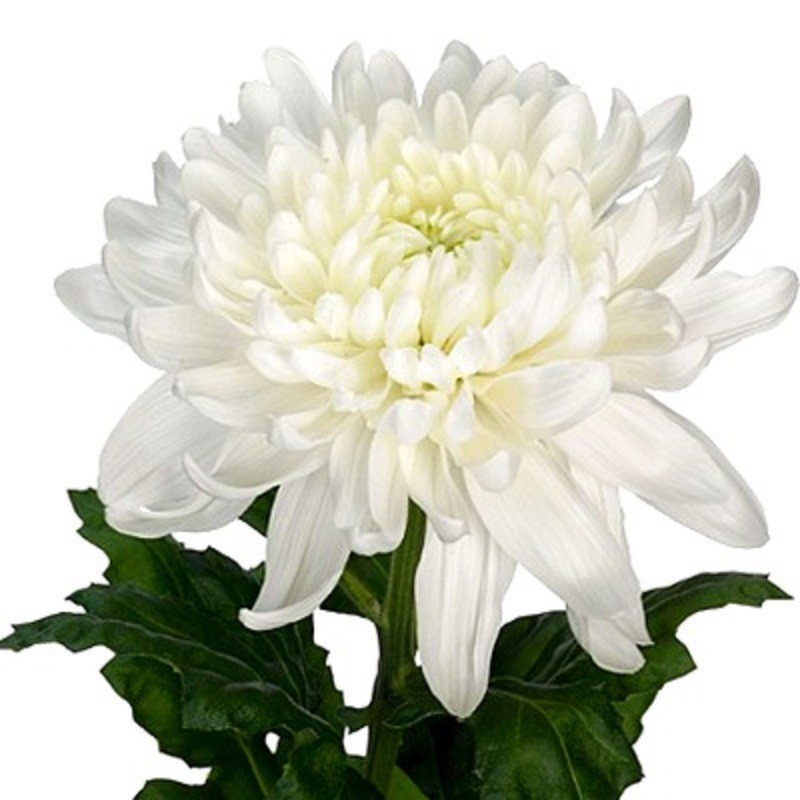 Chr G TUTU 70 A1 Zentoo NL buy wholesale on M-Flowers