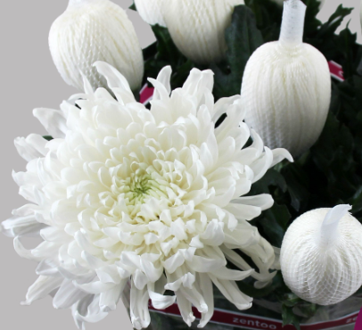 Chr G SKYSTAR 70 A1 Zentoo NL buy wholesale on M-Flowers