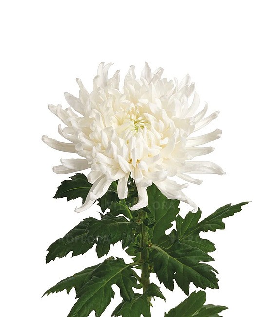 Chr G SKYSTAR white 65 A1 Zentoo Netherlands buy wholesale on M-Flowers