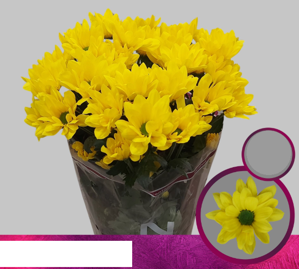 Chr t FELICITAS yellow 70 A1 Zentoo Netherlands buy wholesale on M-Flowers