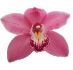 Cymb PRINCESS 80 A1 Decorum NL comprar al por mayor en M-Flowers