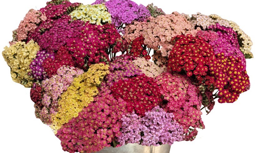 Achillea ACHILLEA PASTEL multicolor 55 A1 Much Flowers Ecuador купить оптом на M-Flowers