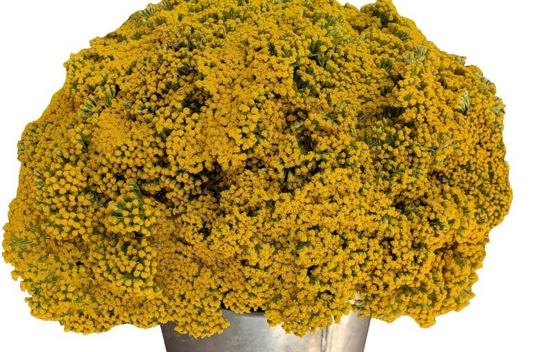 Achillea ACHILLEA YELLOW YARROW multicolor 60 A1 Much Flowers Ecuador buy wholesale on M-Flowers