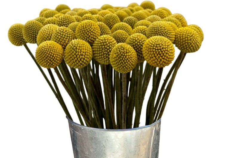 Craspedia CRASPEDIAS 60 A1 Much Flowers EC comprar al por mayor en M-Flowers