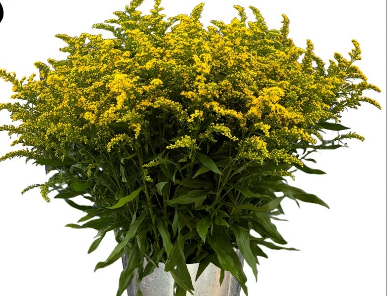 Solidago SOLIDAGO GOLDEN GLORY 70 A1 Much Flowers EC buy wholesale on M-Flowers