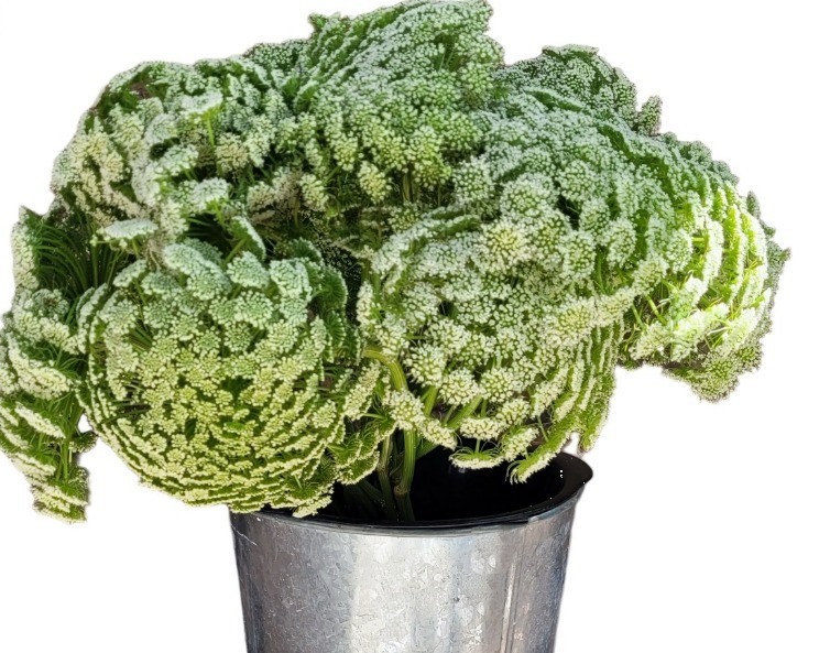 Ammi AMMI MAJUS multicolor 60 A1 Ammi AMMI MAJUS 60 A1 Much Flowers EC купить оптом на M-Flowers