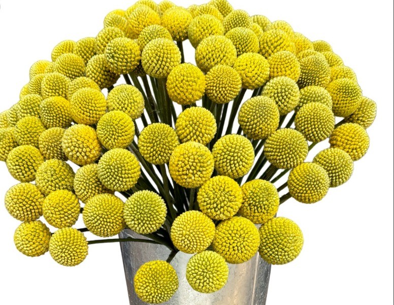 Craspedia CRASPEDIAS SUPREME multicolor 60 A1 Much Flowers Ecuador comprar al por mayor en M-Flowers