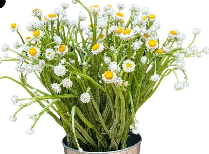 HELYCHRYSUM AMMOBIUM multicolor 70 A1 Much Flowers Ecuador comprar al por mayor en M-Flowers