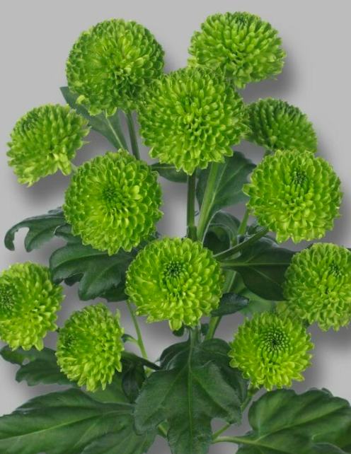 Chr San Country 55 A1 Decorum NL buy wholesale on M-Flowers
