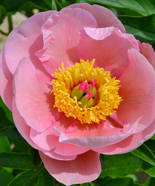 Peonies SOFT Salmon Saucer light-pink 55 A1 Groot & groot Netherlands buy wholesale on M-Flowers