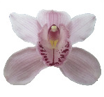 Cymb DELMONTE 80 A1 Decorum NL comprar al por mayor en M-Flowers