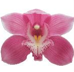 Cymb BRAEMAR 80 A1 Decorum NL buy wholesale on M-Flowers