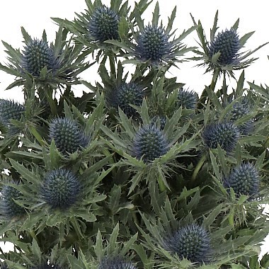 Eryngium MAGICAL WHITE LAGOON 50 A1 Flower Village EC buy wholesale on M-Flowers