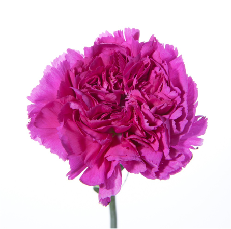 Carnation dark pink 70 A1 QUALIFERUS RU buy wholesale on M-Flowers