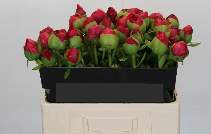 Peonies Command Performance 60 A1 My Peony NL buy wholesale on M-Flowers