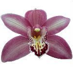 Cymb CANDY 80 A1 Decorum NL comprar al por mayor en M-Flowers