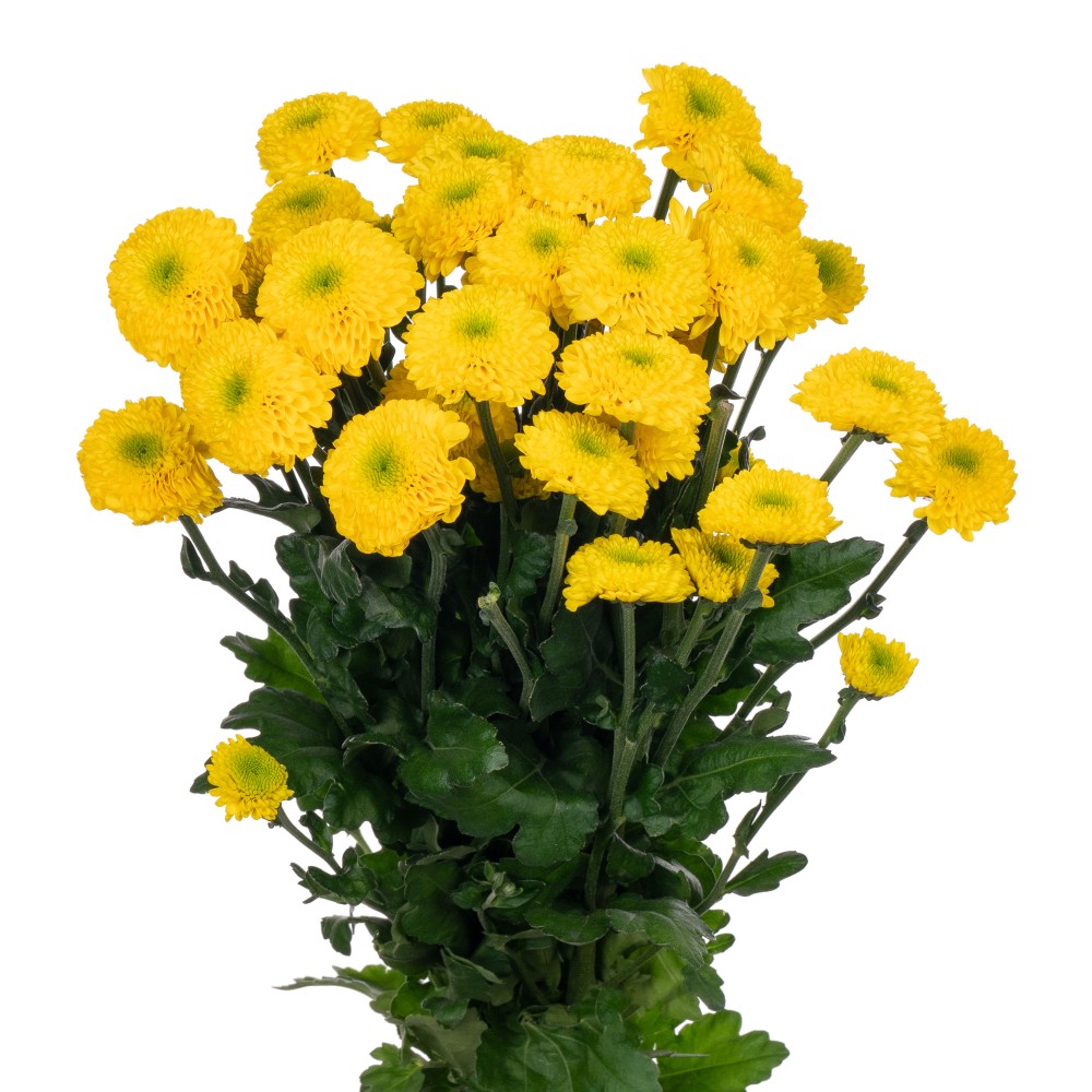 Chr t LETITBE yellow 70 A1 Zentoo Netherlands buy wholesale on M-Flowers