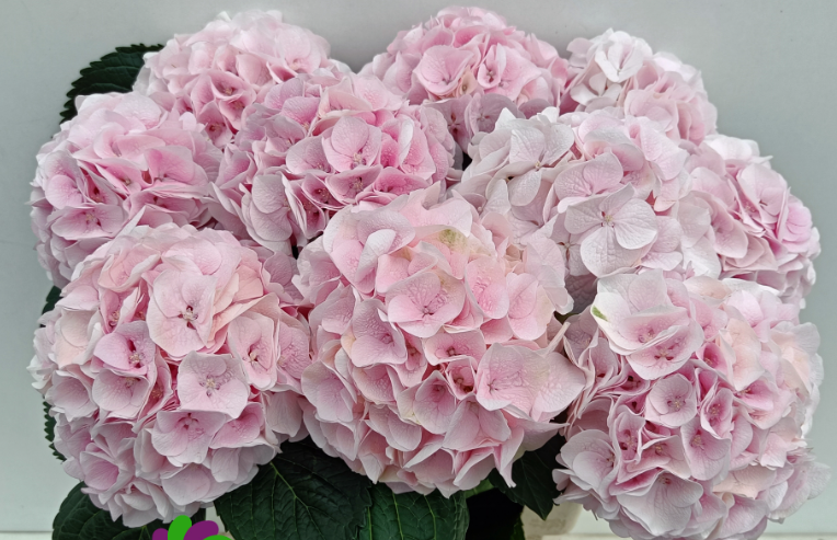 Hydrangea My Beautiful Pinktouch (roze) light-pink 60 A1  Netherlands buy wholesale on M-Flowers