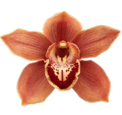 Cymb MRS BRITNEY 80 A1 Decorum NL buy wholesale on M-Flowers