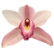 Cymb JOAL 60 A1 Decorum NL comprar al por mayor en M-Flowers